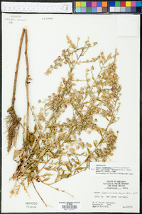 Symphyotrichum drummondii image