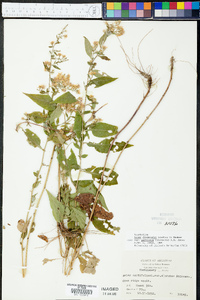 Symphyotrichum drummondii var. texanum image