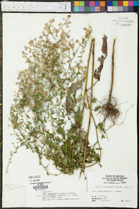 Symphyotrichum drummondii var. texanum image