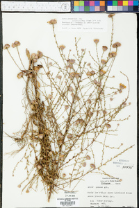 Aster patentissimus image