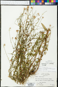 Aster patentissimus image