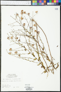 Aster patentissimus image