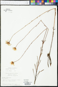 Balduina uniflora image