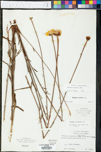 Balduina uniflora image