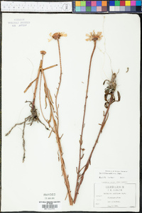 Balduina uniflora image