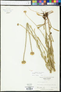 Balduina uniflora image