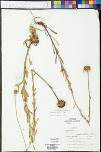 Balduina uniflora image