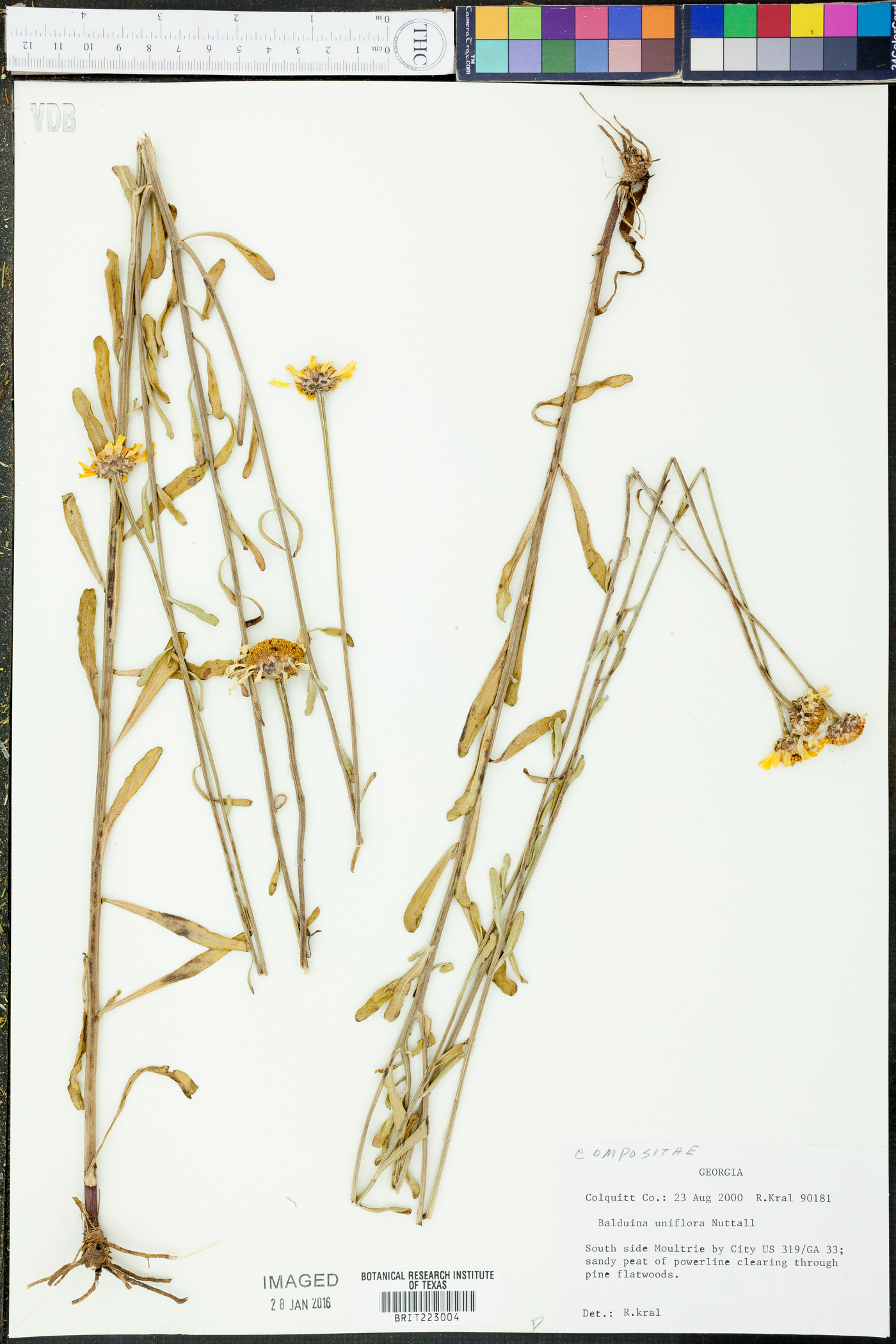 Balduina uniflora image