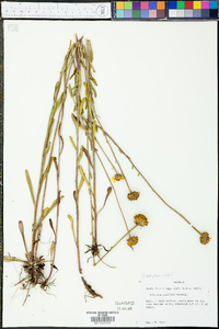 Balduina uniflora image