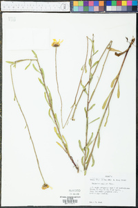 Balduina uniflora image