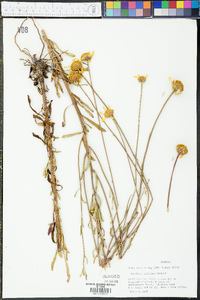 Balduina uniflora image