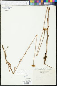 Balduina uniflora image