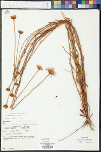 Balduina uniflora image