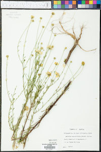 Balduina angustifolia image