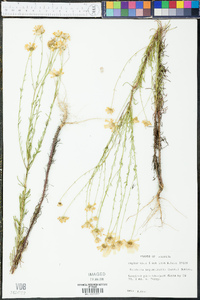 Balduina angustifolia image