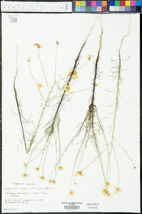 Balduina angustifolia image