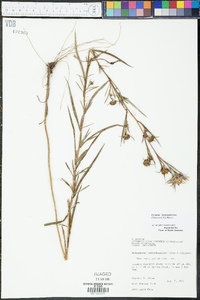 Eurybia hemispherica image