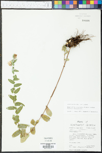 Symphyotrichum patens var. patens image