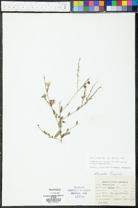 Aster gracilis image