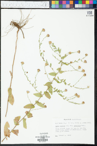 Aster gracilis image