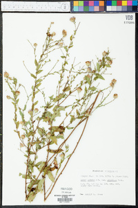 Aster gracilis image