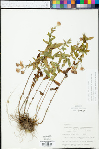 Symphyotrichum patens image