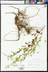 Symphyotrichum patens image