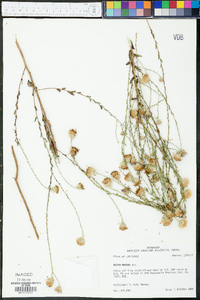 Symphyotrichum patens image