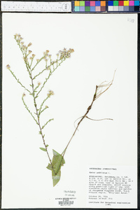 Symphyotrichum undulatum image