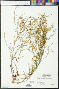 Symphyotrichum subulatum image