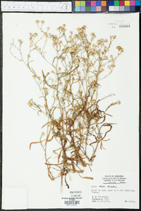 Symphyotrichum subulatum var. ligulatum image