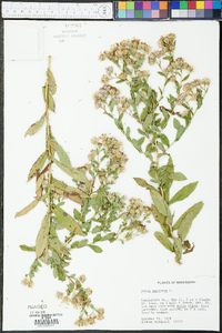 Symphyotrichum puniceum var. scabricaule image