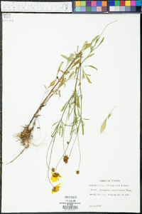 Coreopsis grandiflora image