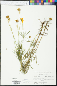 Coreopsis grandiflora image