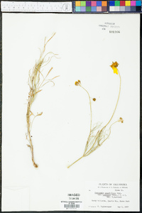 Coreopsis grandiflora var. longipes image