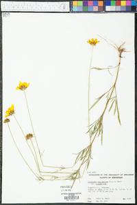 Coreopsis grandiflora image