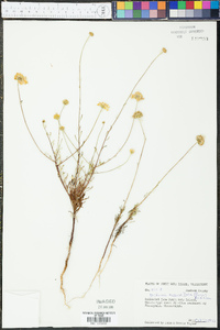 Balduina angustifolia image