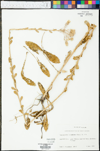 Carphephorus corymbosus image