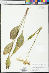 Arnoglossum ovatum image