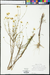 Balduina angustifolia image