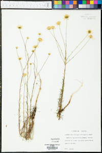 Balduina angustifolia image