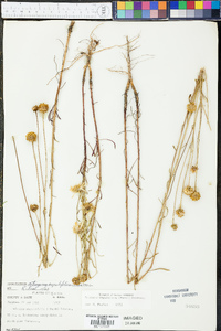 Balduina angustifolia image