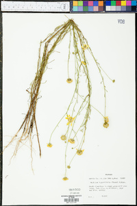 Balduina angustifolia image