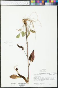 Symphyotrichum undulatum image