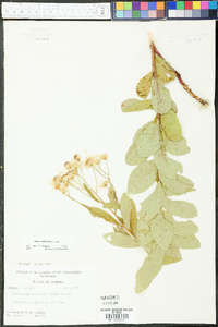 Aster reticulatus image