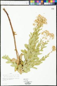 Doellingeria reticulata image