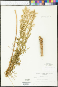 Eupatorium compositifolium image