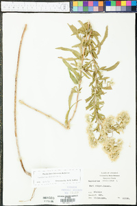 Eupatorium altissimum image