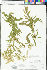 Eupatorium altissimum image