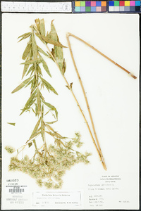 Eupatorium altissimum image